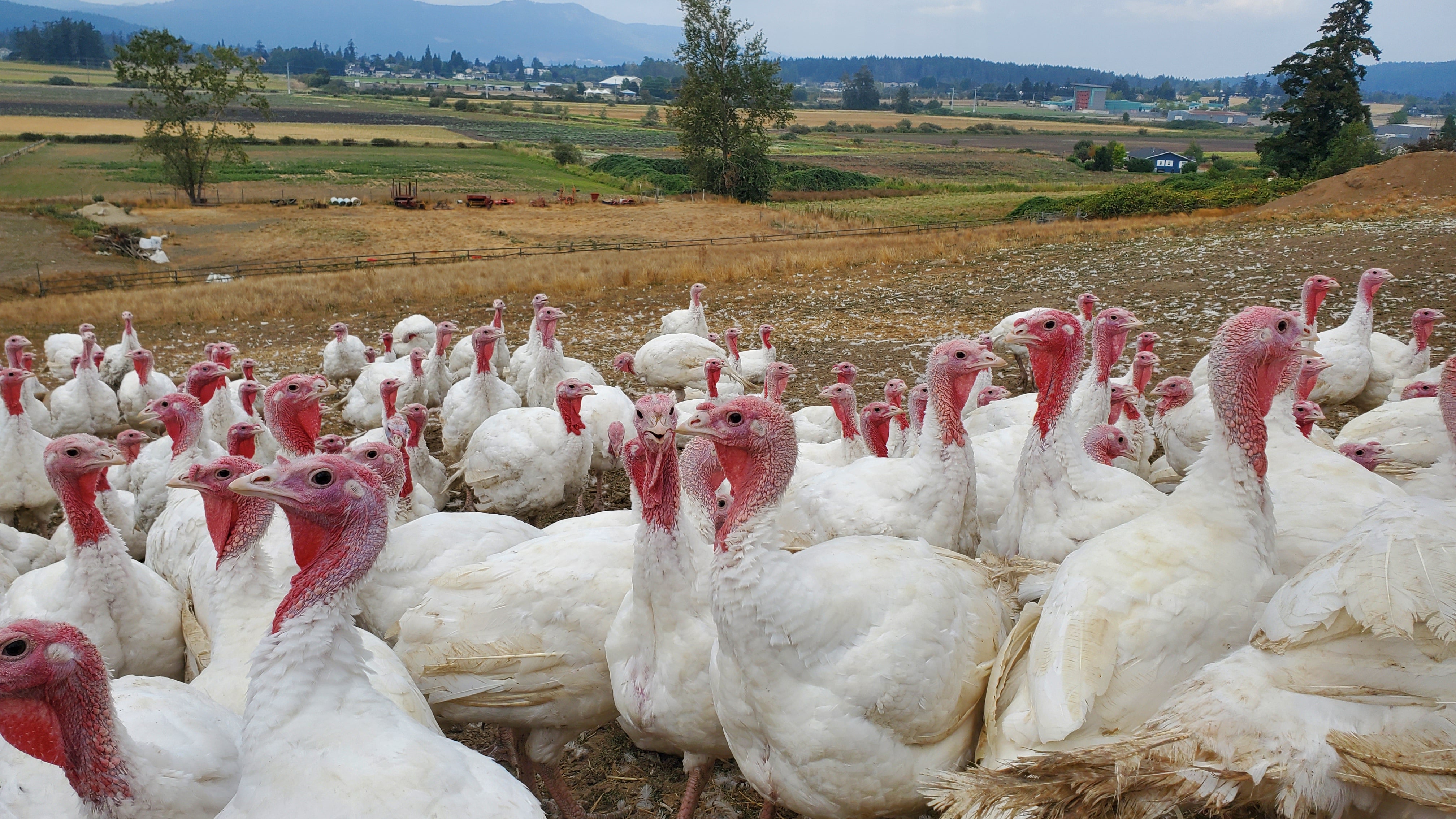 Succulent Free-range Local Turkey