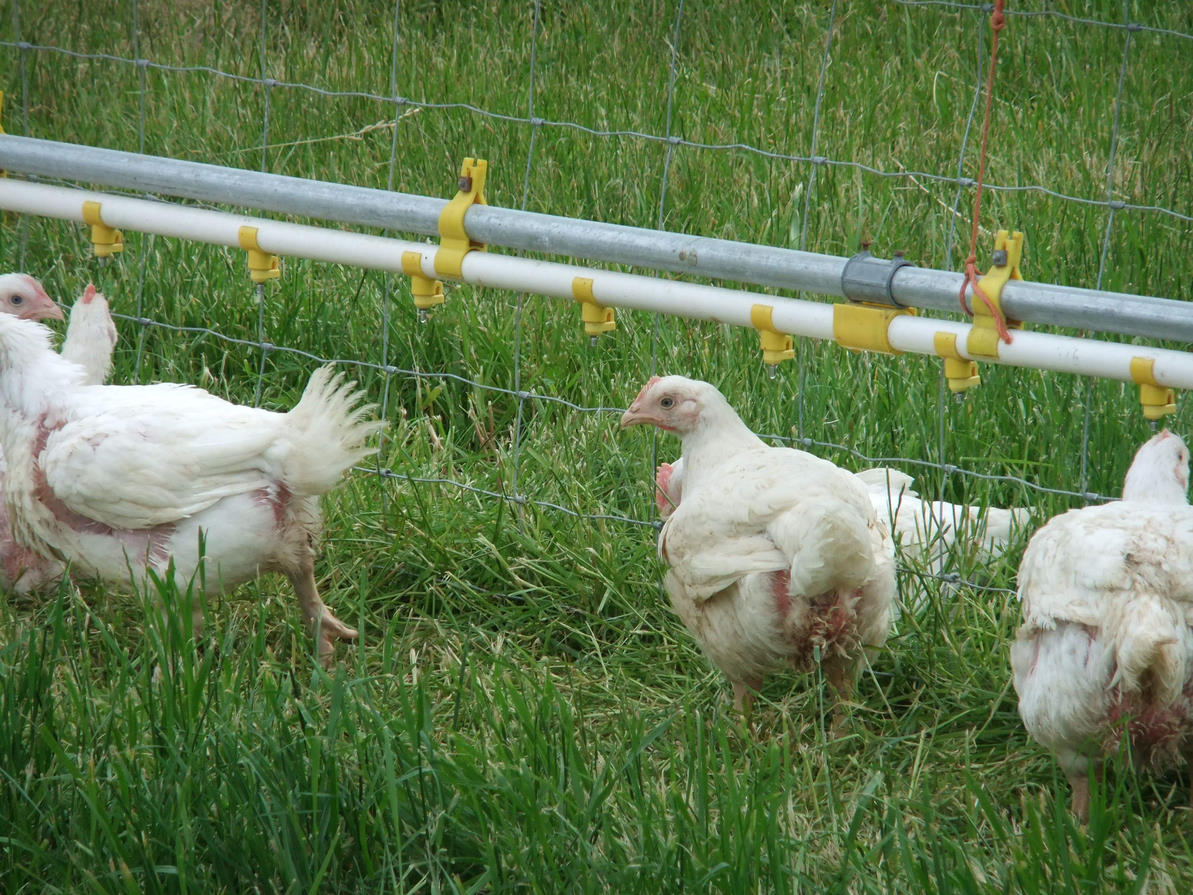 Free Range Chicken Deposit