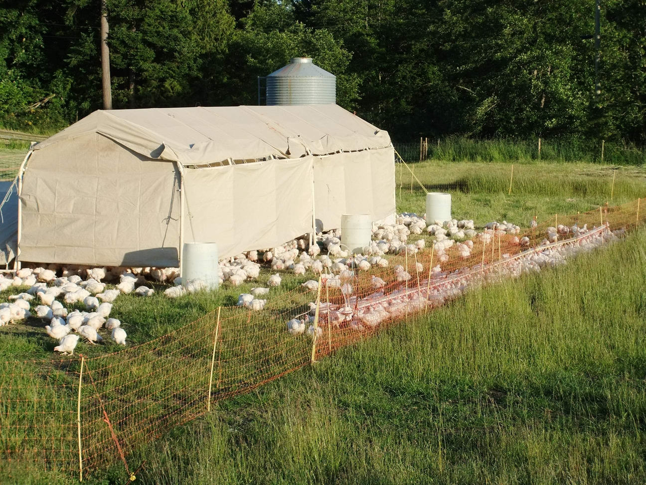 Free Range Chicken Deposit