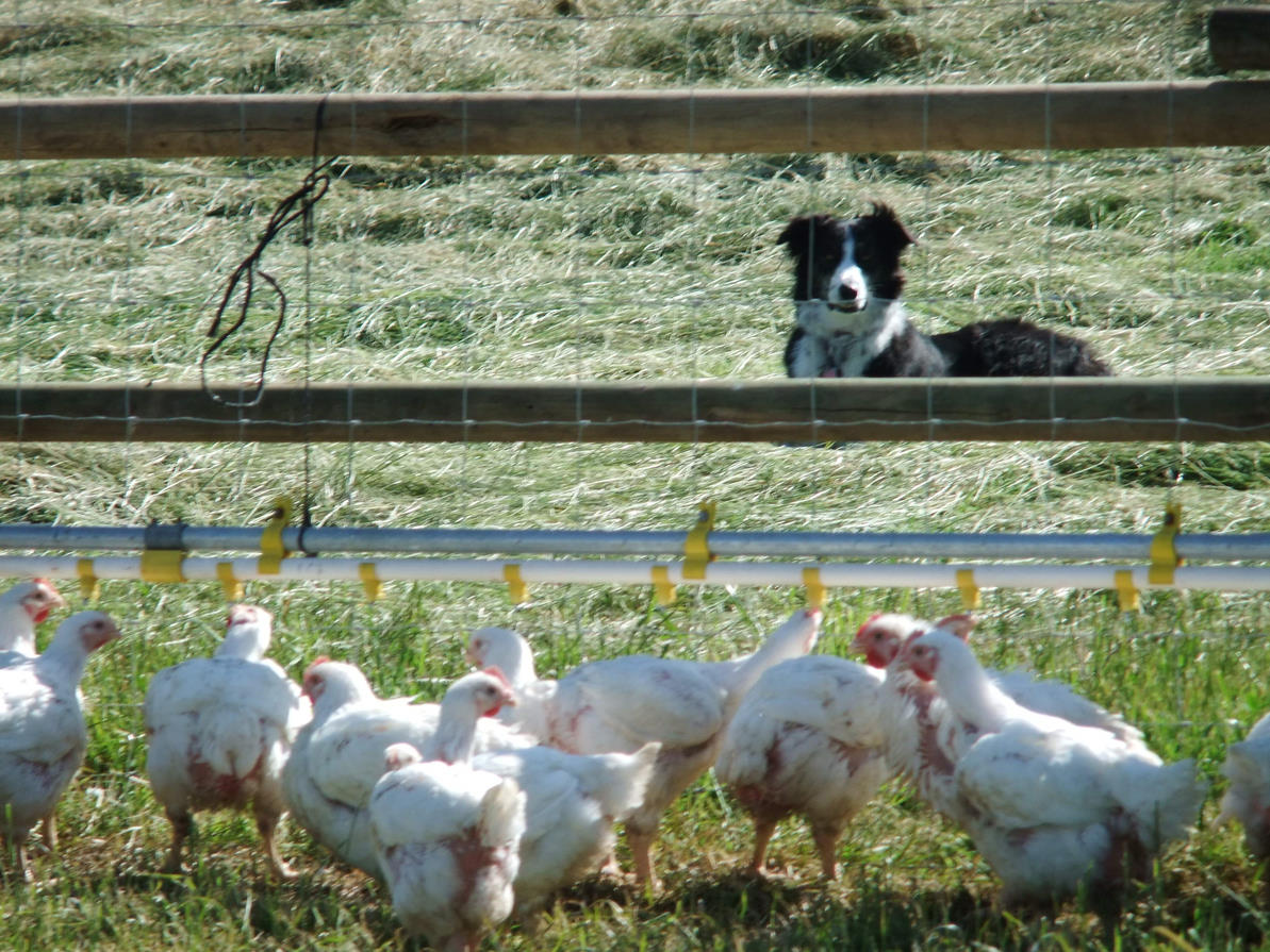 Free Range Chicken Deposit